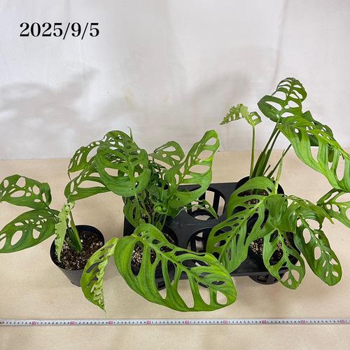 観葉植物　モンステラ エスケレート 5号(おまかせ1鉢)　インテリア 室内 オシャレ カワイイ 可愛い 室内 |  | 12