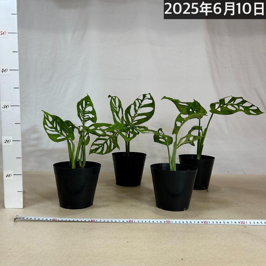 観葉植物　モンステラ エスケレート 5号(おまかせ1鉢)　インテリア 室内 オシャレ カワイイ 可愛い 室内 |  | 09