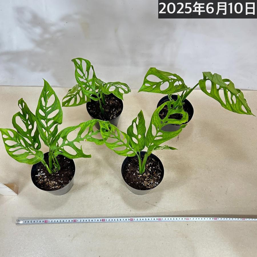 観葉植物　モンステラ エスケレート 5号(おまかせ1鉢)　インテリア 室内 オシャレ カワイイ 可愛い 室内 |  | 10