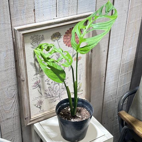観葉植物　モンステラ エスケレート 5号(おまかせ1鉢)　インテリア 室内 オシャレ カワイイ 可愛い 室内 |  | 01