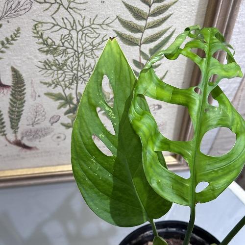 観葉植物　モンステラ エスケレート 5号(おまかせ1鉢)　インテリア 室内 オシャレ カワイイ 可愛い 室内 |  | 03