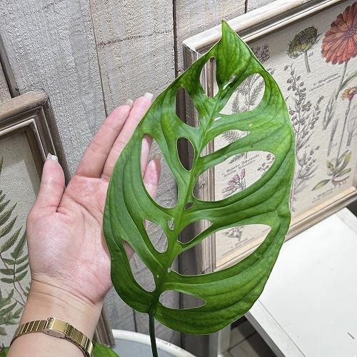 観葉植物　モンステラ エスケレート 5号(おまかせ1鉢)　インテリア 室内 オシャレ カワイイ 可愛い 室内 |  | 05