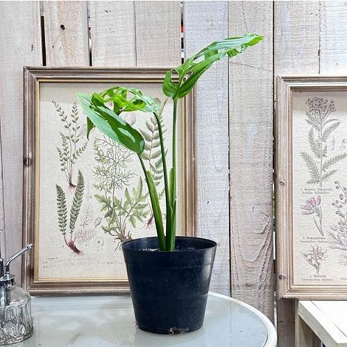 観葉植物　モンステラ エスケレート 5号(おまかせ1鉢)　インテリア 室内 オシャレ カワイイ 可愛い 室内 |  | 06