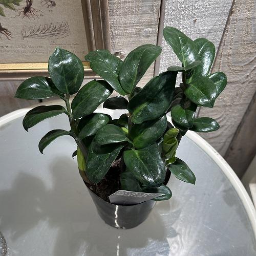 観葉植物 ザミオクルカス ゼンジ(ゼンジー) 3.5号硬質黒ポット 観葉植物 ザミオクルカス ゼンジ(ゼンジー) 3.5号硬質黒ポット