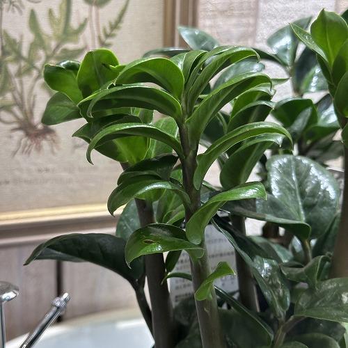 観葉植物 ザミオクルカス ゼンジ(ゼンジー) 3.5号硬質黒ポット 観葉植物 ザミオクルカス ゼンジ(ゼンジー) 3.5号硬質黒ポット