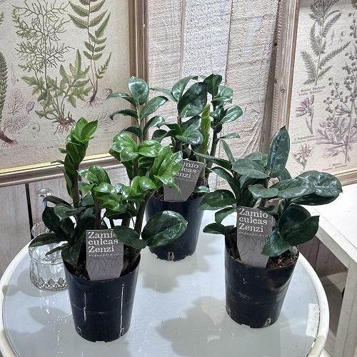 観葉植物 ザミオクルカス ゼンジ(ゼンジー) 3.5号硬質黒ポット 観葉植物 ザミオクルカス ゼンジ(ゼンジー) 3.5号硬質黒ポット
