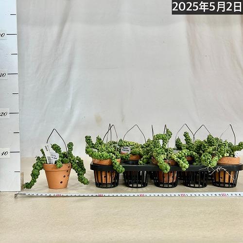 ディスキディア　ヌンムラリア　抜き苗② お買い得価格】ディスキディア ドラゴンジェイド(ヌンムラリア