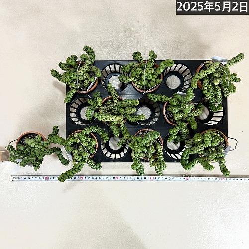 お買い得価格】ディスキディア ドラゴンジェイド(ヌンムラリア