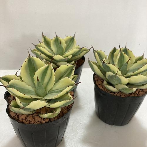 傷みあり】アガベ ポタトラム(吉祥冠) バリエガータ 3号 多肉植物