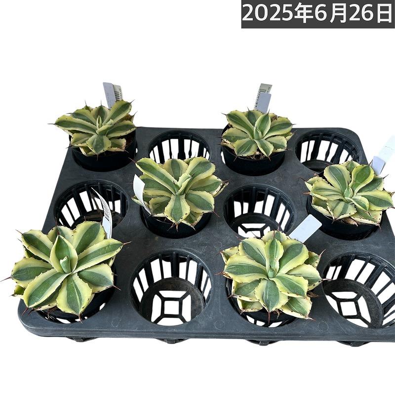 傷みあり】アガベ ポタトラム(吉祥冠) バリエガータ 3号 多肉植物