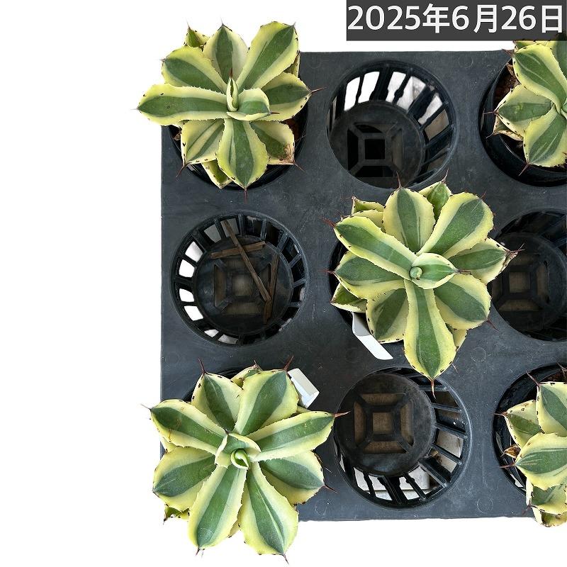 傷みあり】アガベ ポタトラム(吉祥冠) バリエガータ 3号 多肉植物