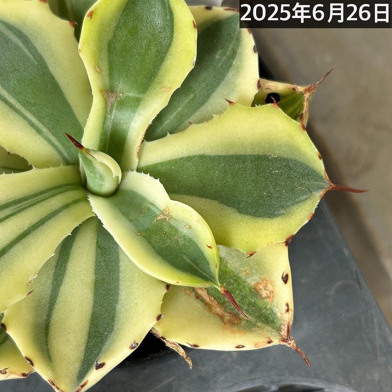 傷みあり】アガベ ポタトラム(吉祥冠) バリエガータ 3号 多肉植物