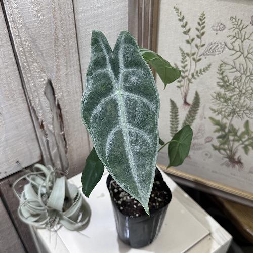 葉傷みあり】観葉植物 アロカシア ロンギロバシルバー 3号ロング 葉傷みあり】観葉植物 アロカシア ロンギロバシルバー 3号ロング