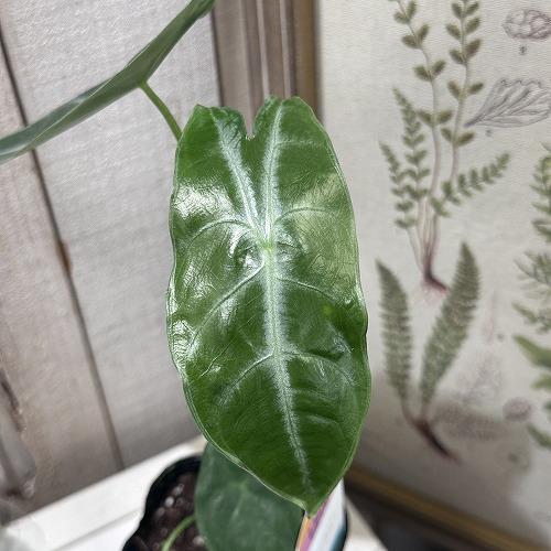 葉傷みあり】観葉植物 アロカシア ロンギロバシルバー 3号ロング 葉傷みあり】観葉植物 アロカシア ロンギロバシルバー 3号ロング