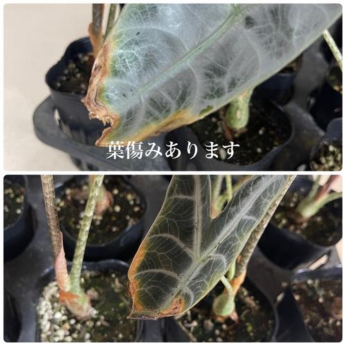 葉傷みあり】観葉植物 アロカシア ロンギロバシルバー 3号ロング 葉傷みあり】観葉植物 アロカシア ロンギロバシルバー 3号ロング