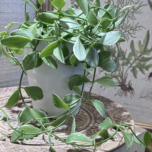観葉植物 ディスキディア エメラルド 斑入り 4号 鉢カバー付き