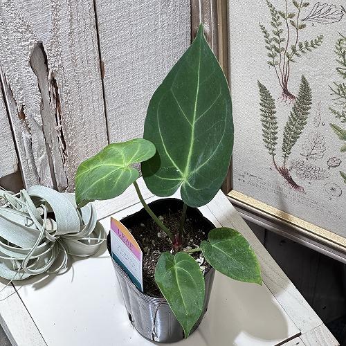 観葉植物 アンスリウム フォルゲッティ sp. 3号 インテリア 室内