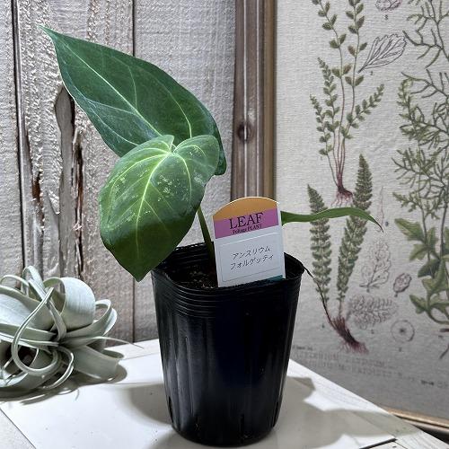 観葉植物 アンスリウム 原種 Anthurium Crystallinum 3号