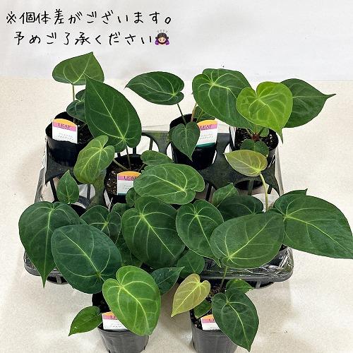 観葉植物 アンスリウム フォルゲッティ sp. 3号 インテリア 室内