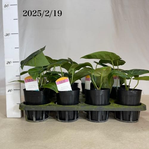 観葉植物 アンスリウム フォルゲッティ sp. 3号 インテリア 室内