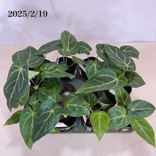 観葉植物 アンスリウム フォルゲッティ sp. 3号 インテリア 室内