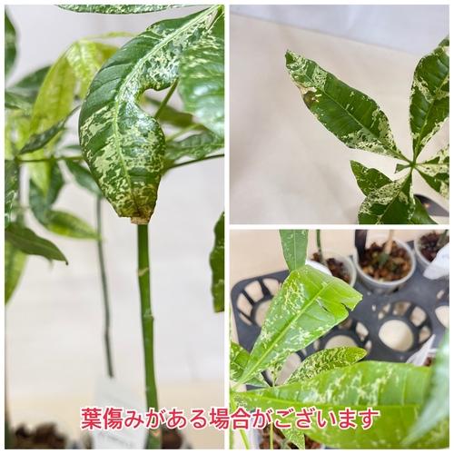 斑入りパキラ アクアティカ ミルキーウェイ 3.5号硬質クリアポット※葉