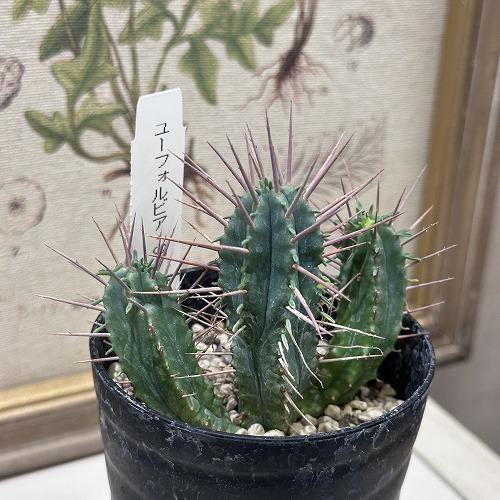 観葉植物 ユーフォルビア.SP 3号 インテリア 室内 オシャレ カワイイ