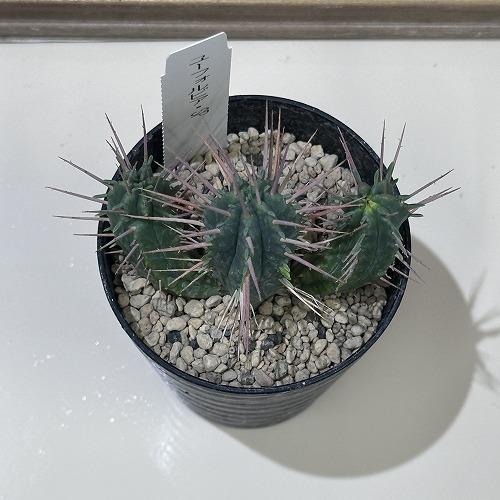 観葉植物 ユーフォルビア.SP 3号 インテリア 室内 オシャレ カワイイ
