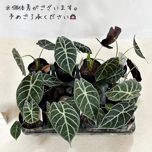 アロカシアワトソニアナ