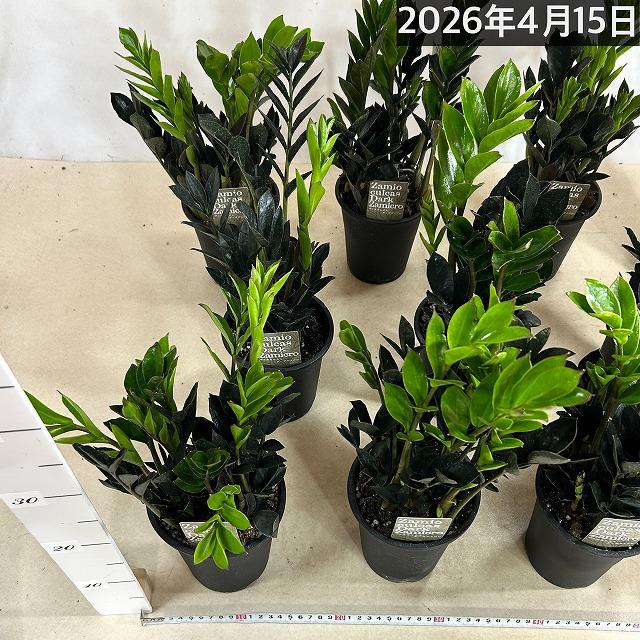 在庫なし。黒いザミオクルカス　斑入り 園芸ネット本店｜ザミオクルカス：ザミーフォリア 斑入り 7号鉢植え24