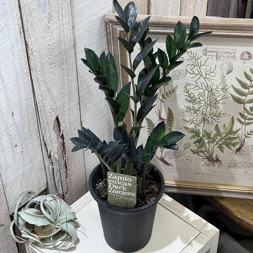 観葉植物 ザミオクルカス ダークザミクロ 4号 インテリア 室内