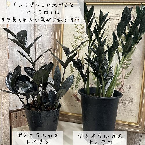 と*し様 とし　希少　ザミオクルカス ダーク ザミクロ かわいい　レア　♡ 観葉植物 ザミオクルカス ダークザミクロ 4号 インテリア 室内