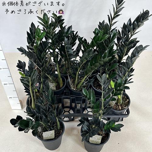 観葉植物 ザミオクルカス ダークザミクロ 4号 インテリア 室内