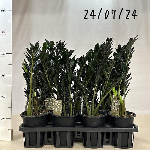 と*し様 とし　希少　ザミオクルカス ダーク ザミクロ かわいい　レア　♡ 観葉植物 ザミオクルカス ダークザミクロ 4号 インテリア 室内