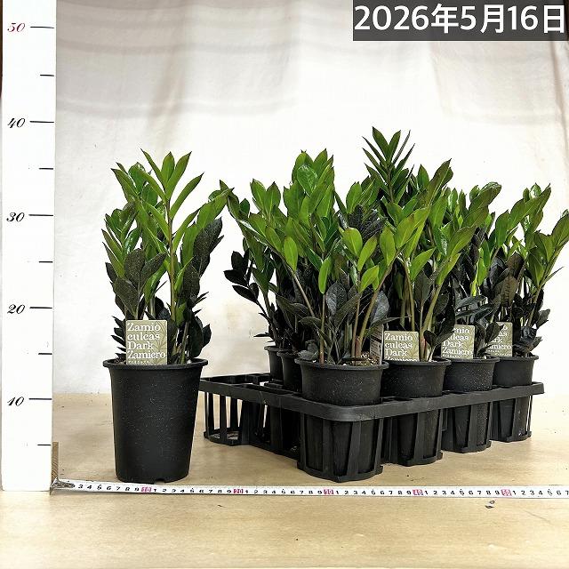 在庫なし。黒いザミオクルカス　斑入り ザミオクルカス ブラック ピンクバリエガータ斑入りZZ plant 11 【公式
