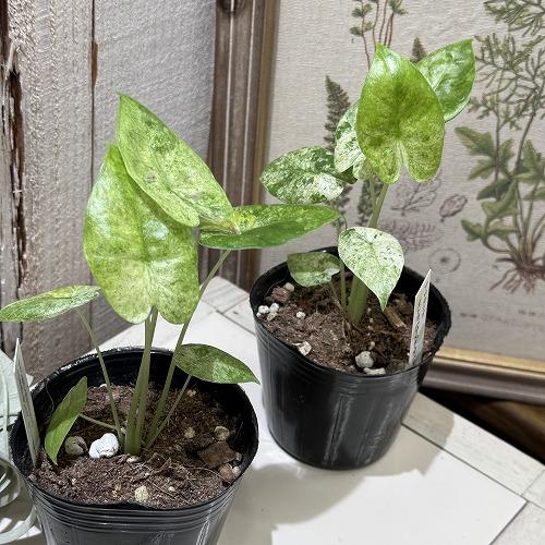 アロカシアオドラ　3セット 希少！ 観葉植物 アロカシア オドラ バリエガータ バティック 3号