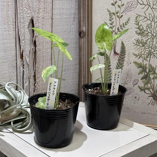 アロカシアオドラ　3セット 希少！ 観葉植物 アロカシア オドラ バリエガータ バティック 3号