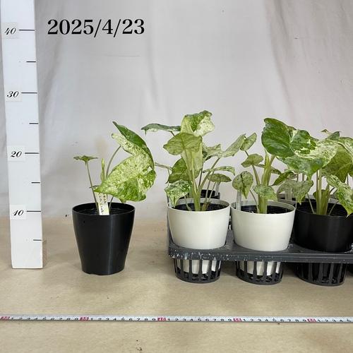 アロカシアオドラ　3セット 希少！ 観葉植物 アロカシア オドラ バリエガータ バティック 3号