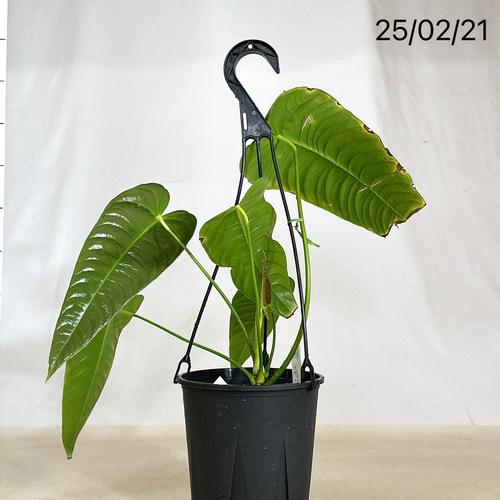 希少! 観葉植物 アンスリウム ベイチー 5号吊り鉢 個体A 個体 希少! 観葉植物 アンスリウム ベイチー 5号吊り鉢 個体A 個体