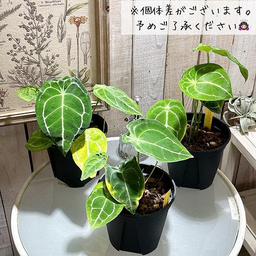 観葉植物/アンスリウム：フォルゲッティ 5号ポット 希少！ 観葉