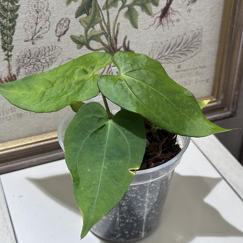 希少！ 観葉植物 アンスリウム Anthurium Magnificum×(Moronense
