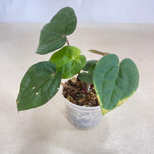 その他観葉植物 Anthurium 希少！ 観葉植物 アンスリウム Anthurium Magnificum×(Moronense
