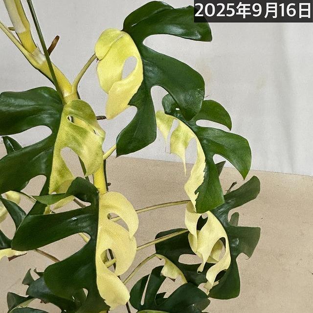 現品】斑入り姫モンステラ(ラフィドフォラ テトラスペルマ