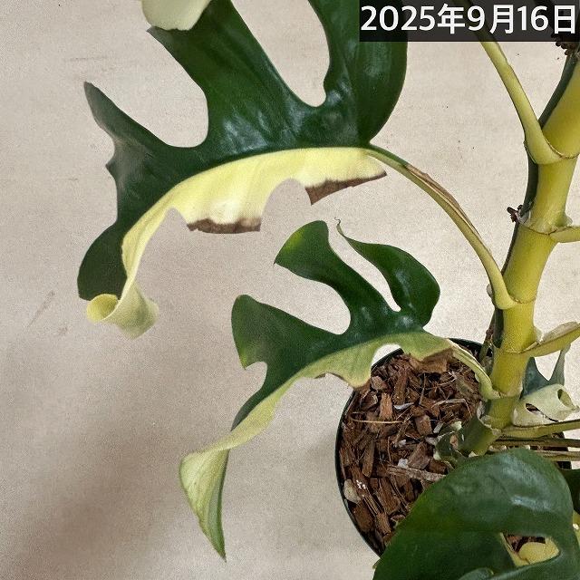 現品】斑入り姫モンステラ(ラフィドフォラ テトラスペルマ