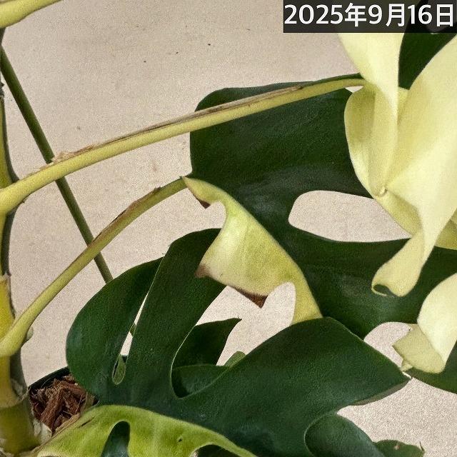 現品】斑入り姫モンステラ(ラフィドフォラ テトラスペルマ