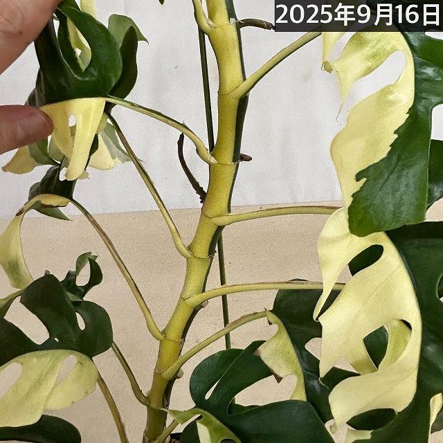 現品】斑入り姫モンステラ(ラフィドフォラ テトラスペルマ