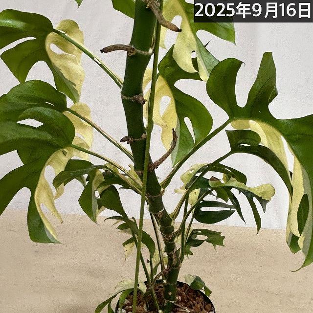 ラフィドフォラ テトラスペルマ　バリエガタ（ヒメモンステラ　斑入り） 現品】斑入り姫モンステラ(ラフィドフォラ テトラスペルマ