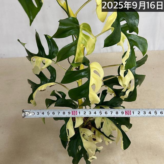 現品】斑入り姫モンステラ(ラフィドフォラ テトラスペルマ