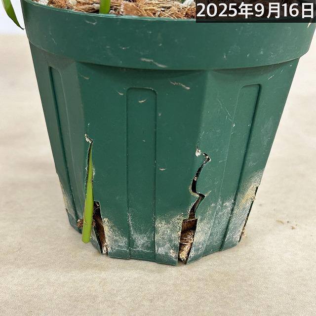 現品】斑入り姫モンステラ(ラフィドフォラ テトラスペルマ