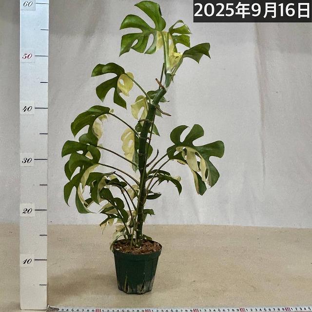 現品】斑入り姫モンステラ(ラフィドフォラ テトラスペルマ